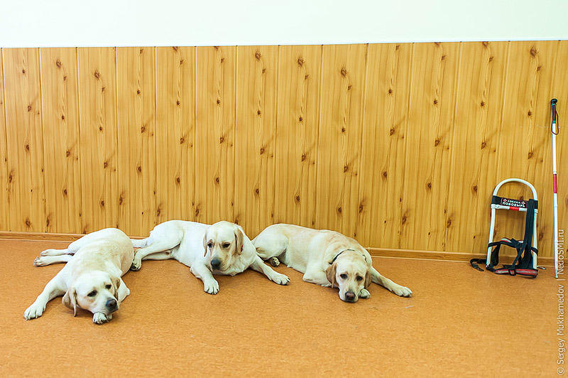 Фотография: Золотые собаки №11 - BigPicture.ru