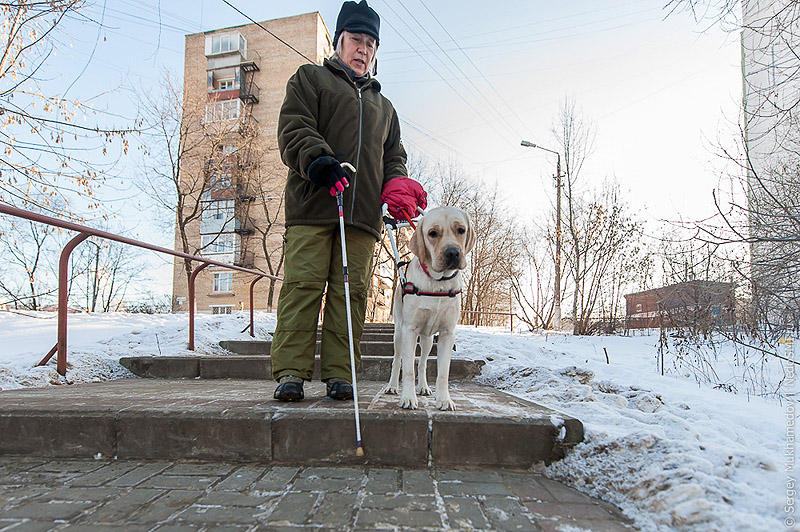 Фотография: Золотые собаки №18 - BigPicture.ru