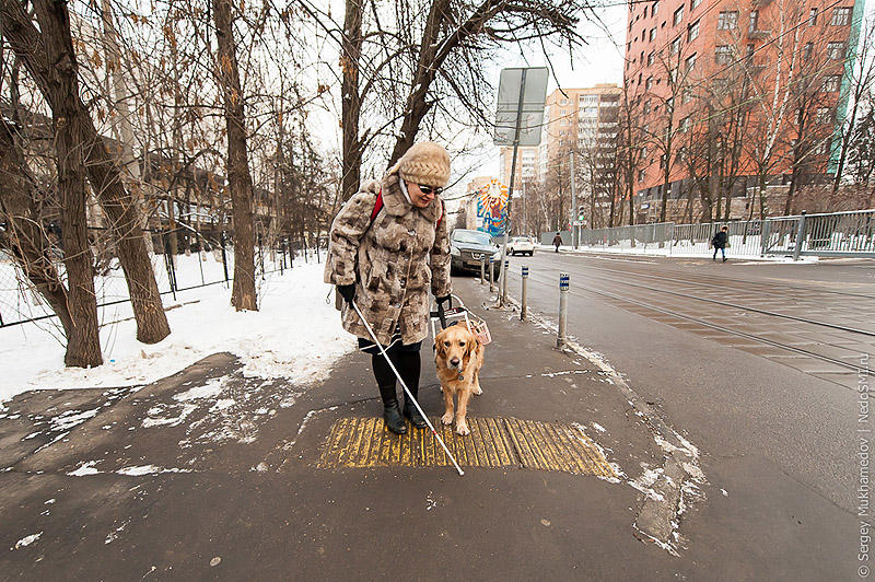 Фотография: Золотые собаки №25 - BigPicture.ru