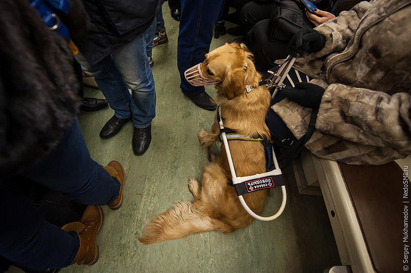 Фотография: Золотые собаки №26 - BigPicture.ru