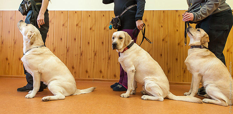 Фотография: Золотые собаки №28 - BigPicture.ru