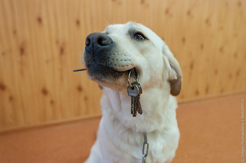 Фотография: Золотые собаки №29 - BigPicture.ru