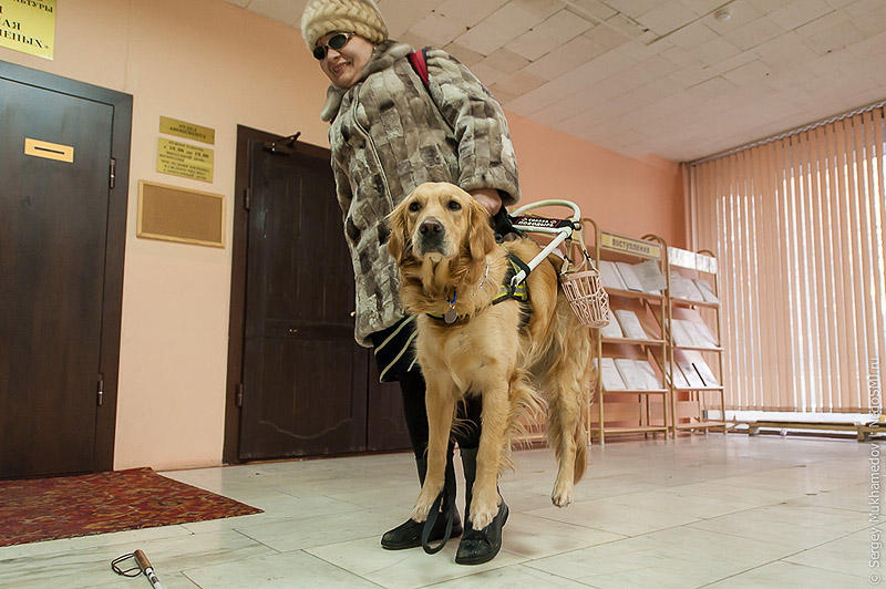 Фотография: Золотые собаки №36 - BigPicture.ru
