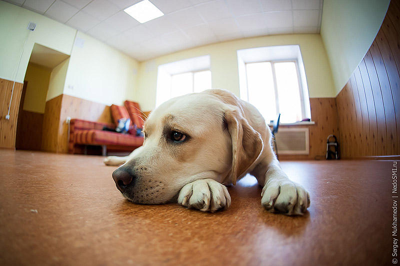 Фотография: Золотые собаки №37 - BigPicture.ru
