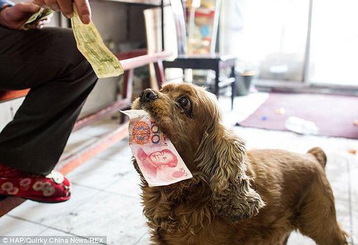 Фотография: Коккер-спаниэль, который любит деньги №1 - BigPicture.ru