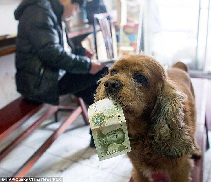 Фотография: Коккер-спаниэль, который любит деньги №6 - BigPicture.ru