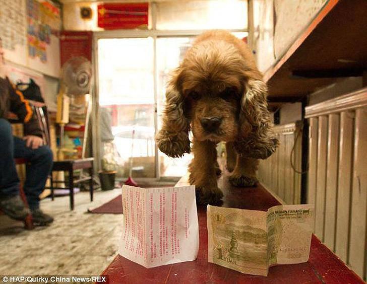 Фотография: Коккер-спаниэль, который любит деньги №10 - BigPicture.ru