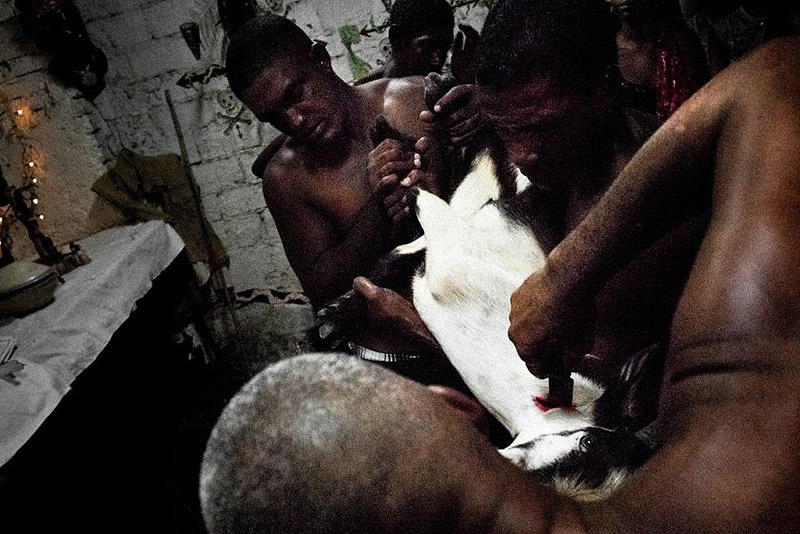 Фотография: Тайны афро-кубинского ритуального жертвоприношения №9 - BigPicture.ru