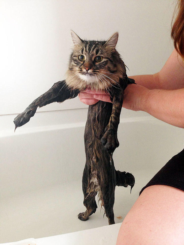 Фотография: Невероятно забавные фото мокрых котиков №12 - BigPicture.ru