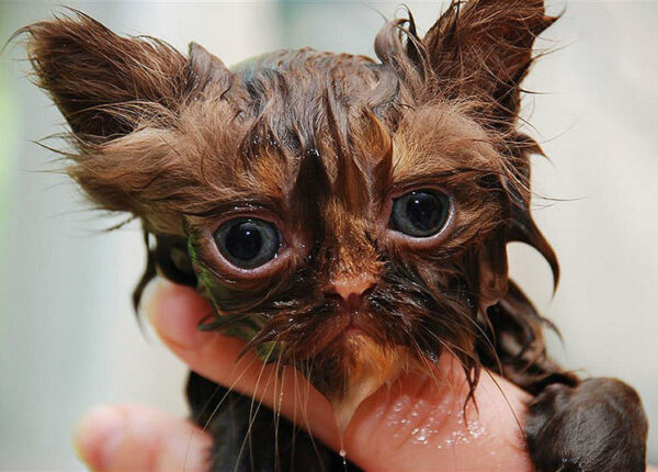 Невероятно забавные фото мокрых котиков