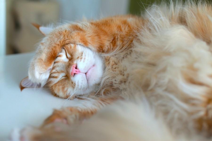 Фотография: Мегапозитив: веселая история о дрессуре котиков и их хозяев №9 - BigPicture.ru