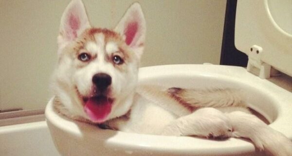 Чем занят пес, когда хозяев нет дома