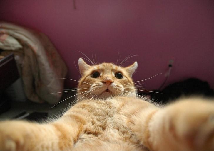 Фотография: Коты делали селфи задолго до того, как это стало мейнстримом №2 - BigPicture.ru