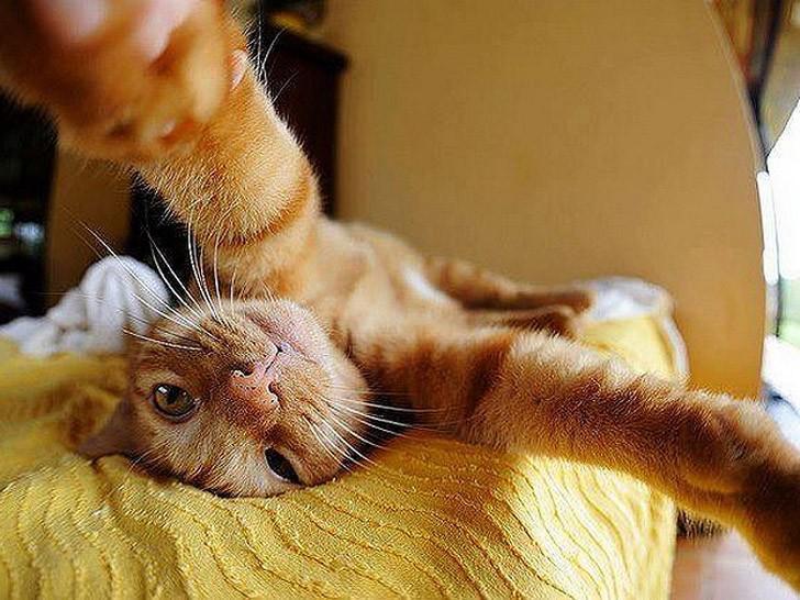 Фотография: Коты делали селфи задолго до того, как это стало мейнстримом №3 - BigPicture.ru