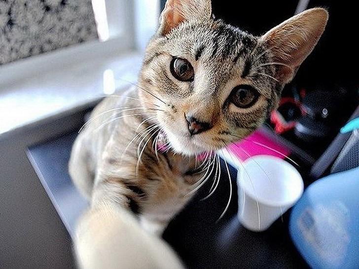 Фотография: Коты делали селфи задолго до того, как это стало мейнстримом №8 - BigPicture.ru