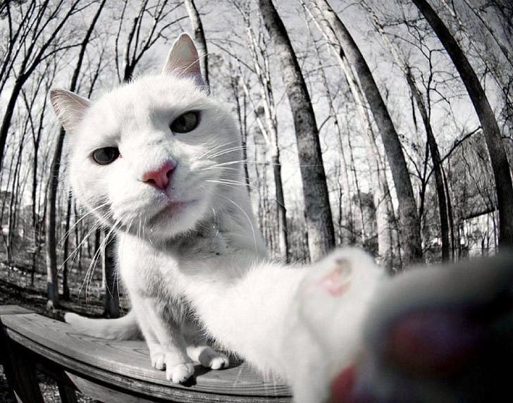 Фотография: Коты делали селфи задолго до того, как это стало мейнстримом №9 - BigPicture.ru