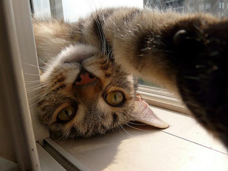 Фотография: Коты делали селфи задолго до того, как это стало мейнстримом №20 - BigPicture.ru