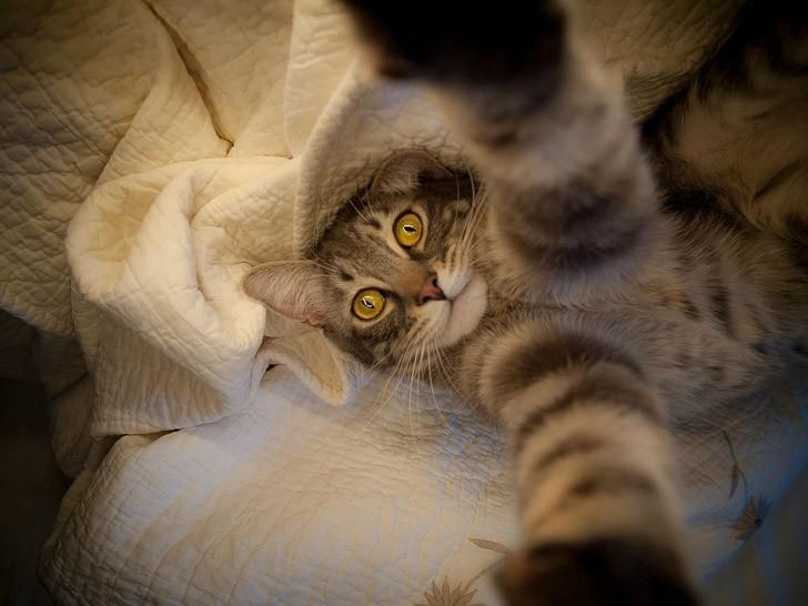 Фотография: Коты делали селфи задолго до того, как это стало мейнстримом №21 - BigPicture.ru