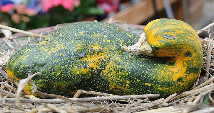 Фотография: Вальяжная редька и другие фрукты-овощи, забывшие, что они растения №8 - BigPicture.ru
