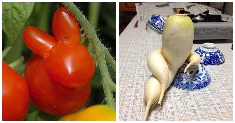 Фотография: Вальяжная редька и другие фрукты-овощи, забывшие, что они растения №1 - BigPicture.ru