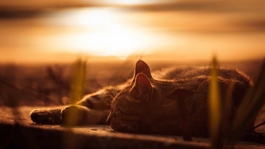 Фотография: Всем любителям кошек посвящается №11 - BigPicture.ru