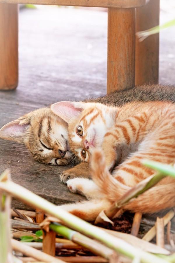 Фотография: Всем любителям кошек посвящается №21 - BigPicture.ru