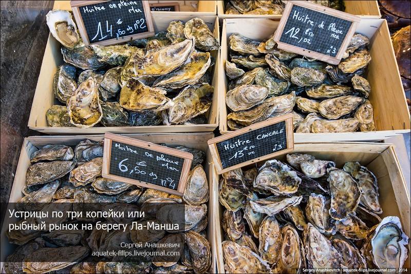 Фотография: Устрицы по три копейки или рыбный рынок на берегу Ла-Манша №1 - BigPicture.ru