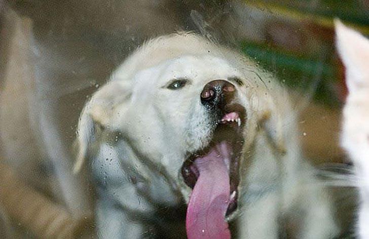 Фотография: Чем занят пес, когда хозяев нет дома №7 - BigPicture.ru