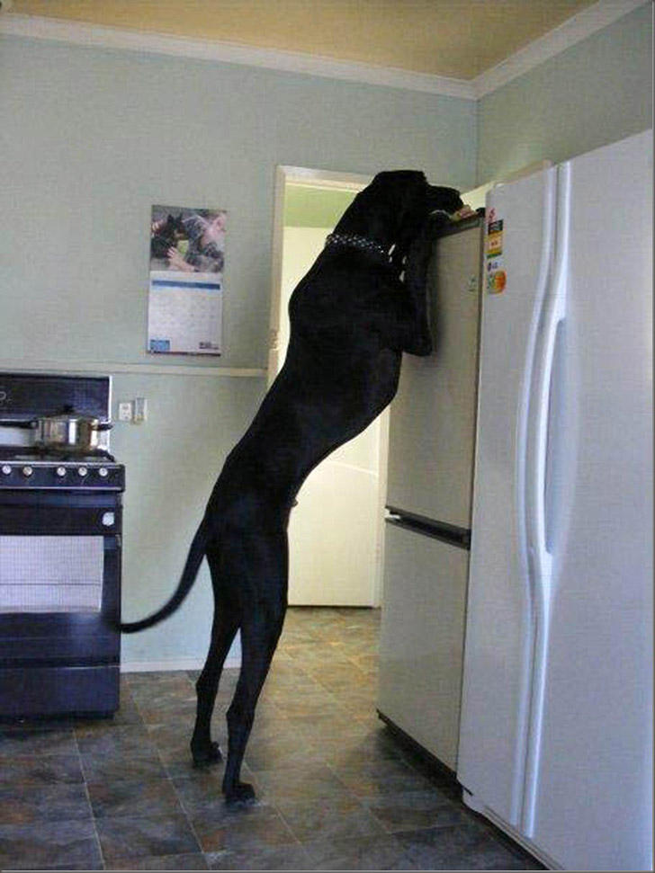 Фотография: Чем занят пес, когда хозяев нет дома №8 - BigPicture.ru