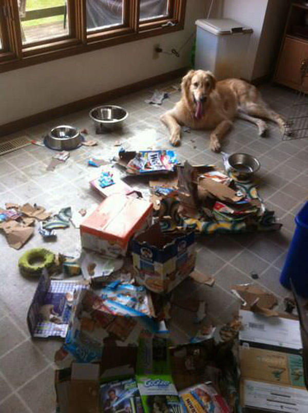 Фотография: Чем занят пес, когда хозяев нет дома №10 - BigPicture.ru