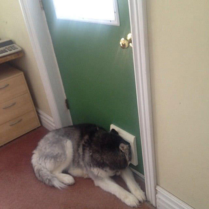 Фотография: Чем занят пес, когда хозяев нет дома №12 - BigPicture.ru