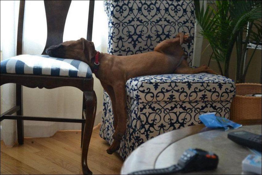 Фотография: Чем занят пес, когда хозяев нет дома №24 - BigPicture.ru