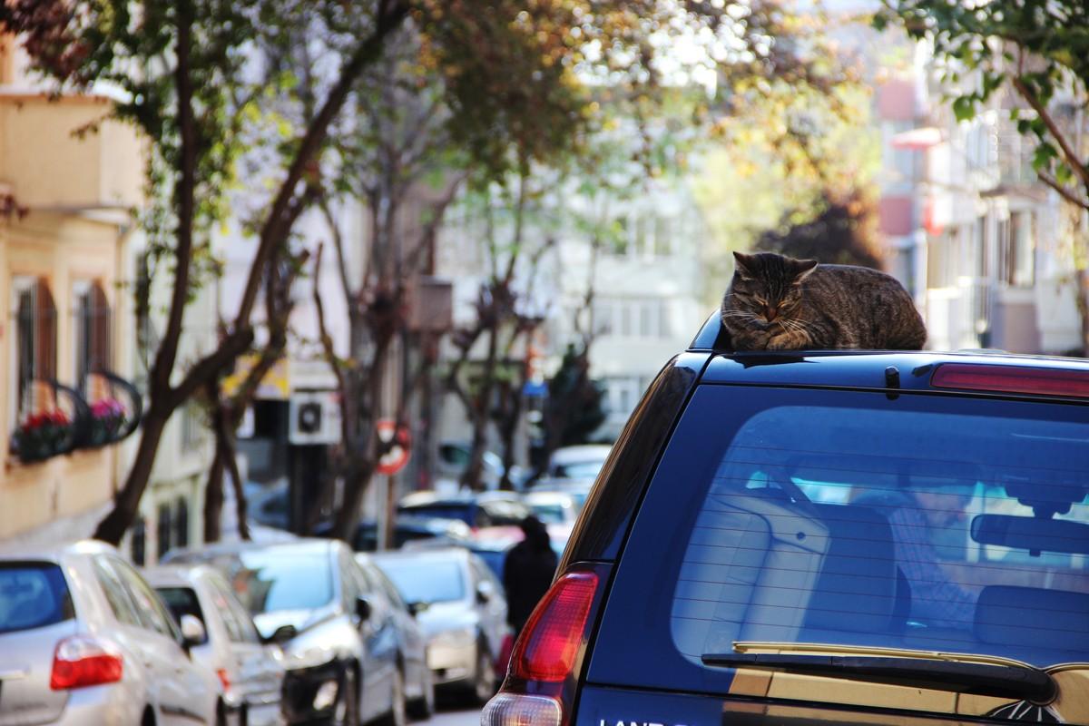 Фотография: Альтернативный Стамбул: чем заняться в городе? №6 - BigPicture.ru
