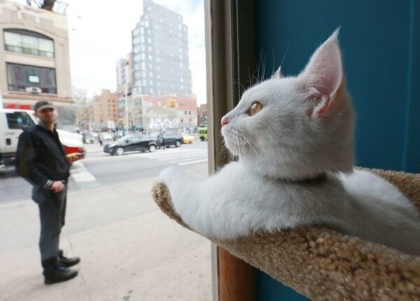 В Нью-Йорке открылось первое котокафе