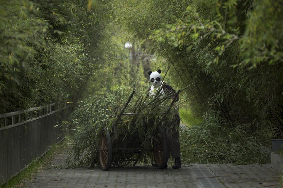 Фотография: Как выращивают панд в провинции Сычуань №4 - BigPicture.ru