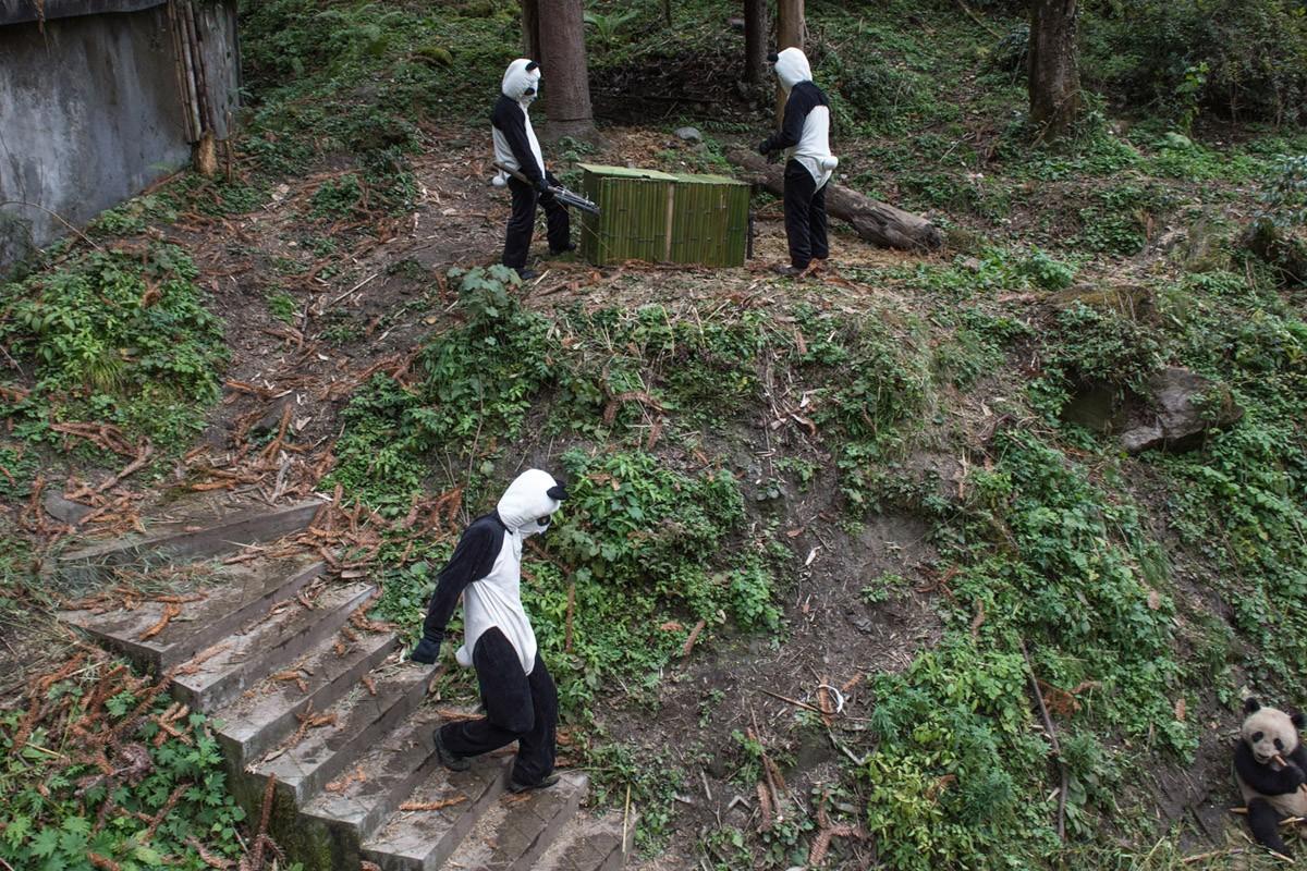 Фотография: Как выращивают панд в провинции Сычуань №5 - BigPicture.ru