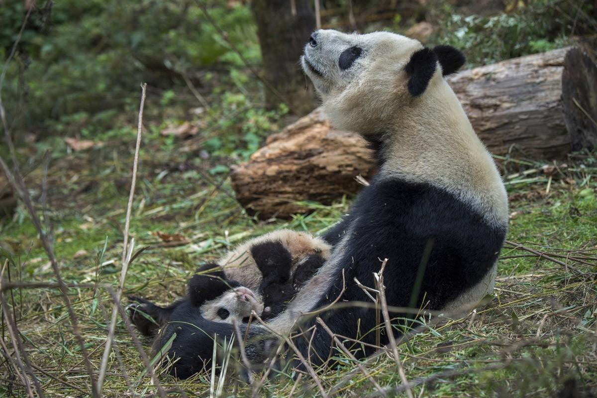 Фотография: Как выращивают панд в провинции Сычуань №6 - BigPicture.ru