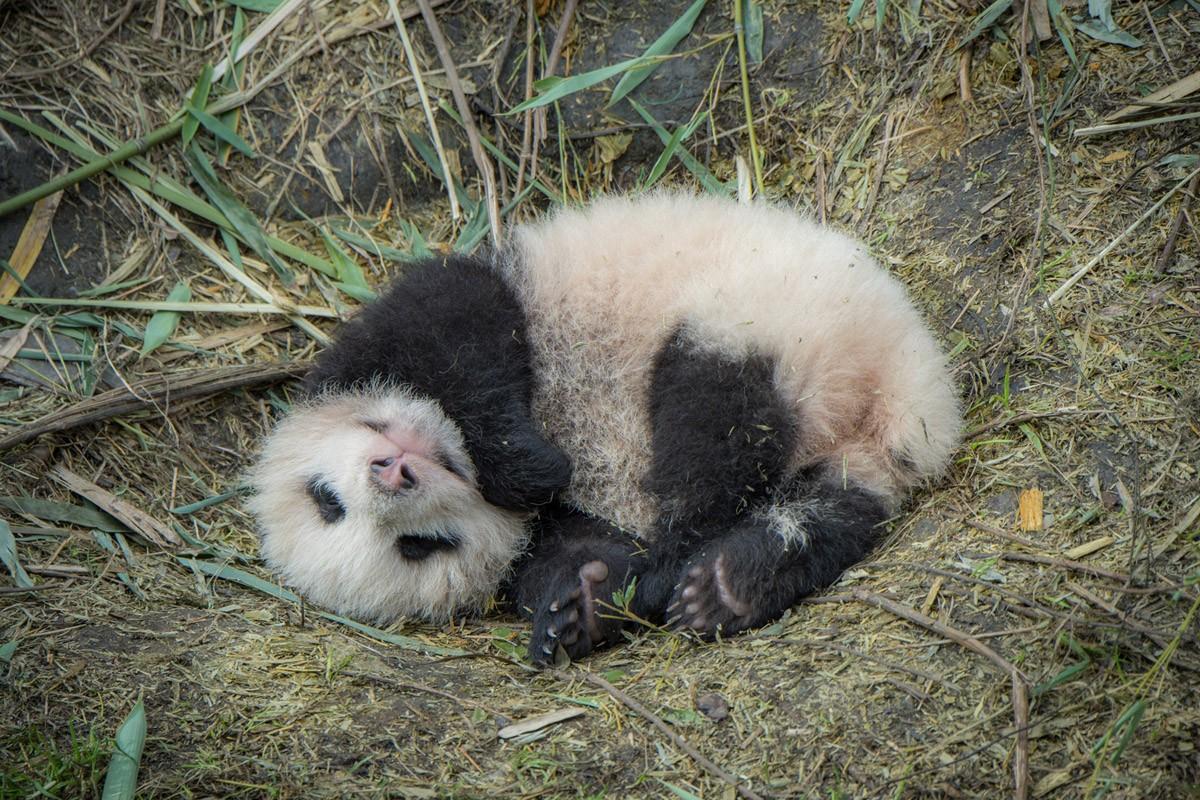 Фотография: Как выращивают панд в провинции Сычуань №7 - BigPicture.ru