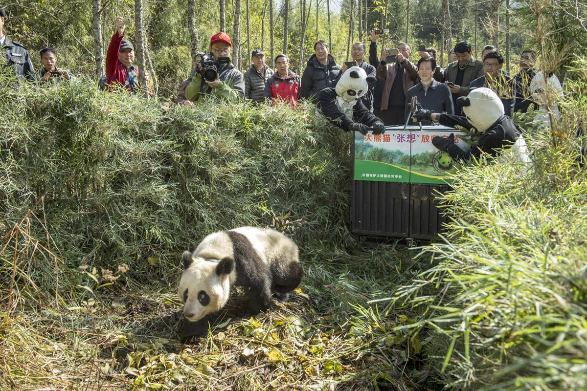 Фотография: Как выращивают панд в провинции Сычуань №11 - BigPicture.ru