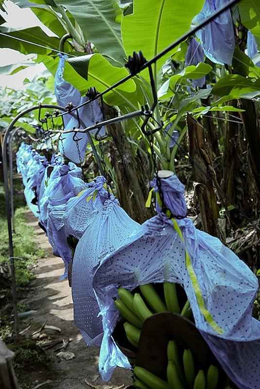 Фотография: Как выращивают и собирают бананы №2 - BigPicture.ru