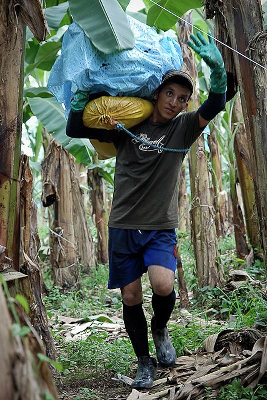 Фотография: Как выращивают и собирают бананы №7 - BigPicture.ru
