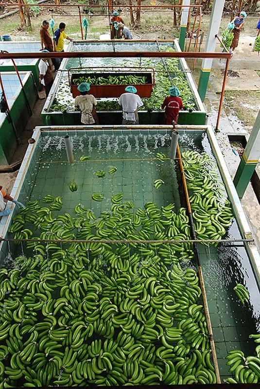 Фотография: Как выращивают и собирают бананы №10 - BigPicture.ru