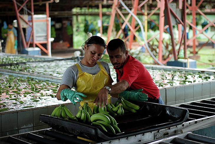 Фотография: Как выращивают и собирают бананы №13 - BigPicture.ru
