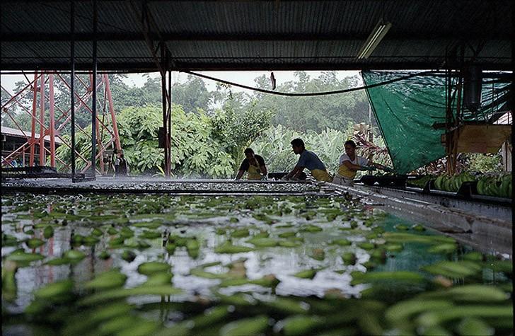 Фотография: Как выращивают и собирают бананы №15 - BigPicture.ru
