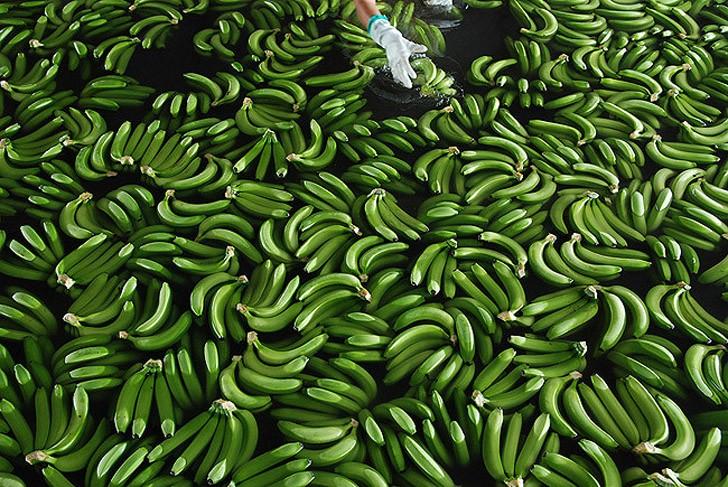 Фотография: Как выращивают и собирают бананы №16 - BigPicture.ru