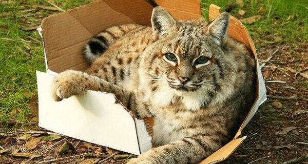 Большие котики тоже любят коробки