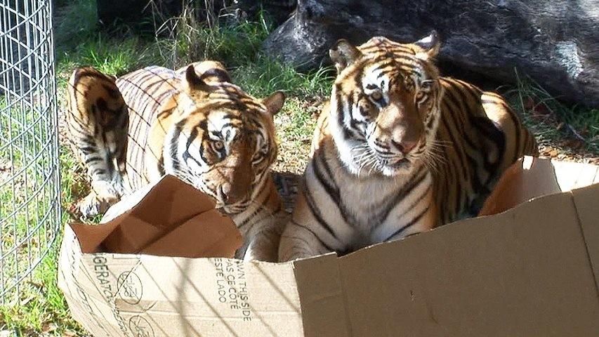 Фотография: Большие котики тоже любят коробки №2 - BigPicture.ru