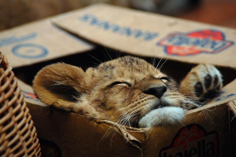 Фотография: Большие котики тоже любят коробки №4 - BigPicture.ru