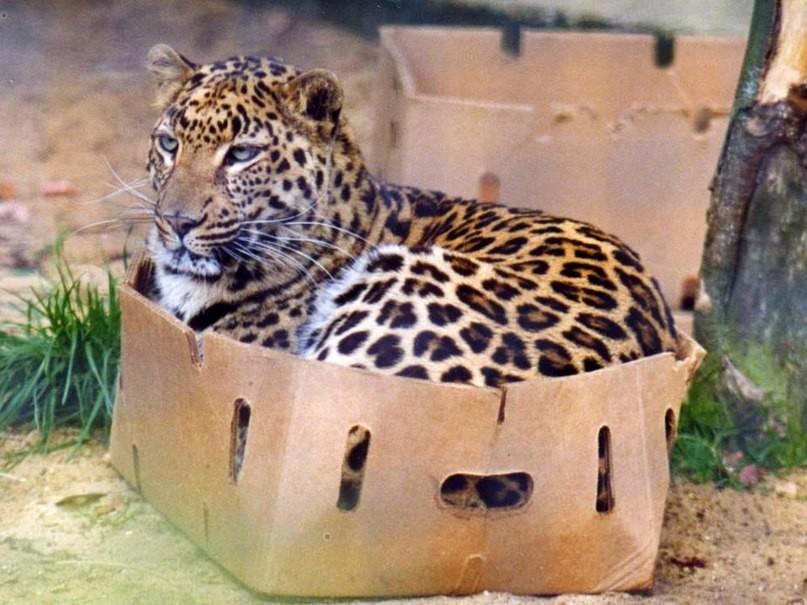 Фотография: Большие котики тоже любят коробки №7 - BigPicture.ru
