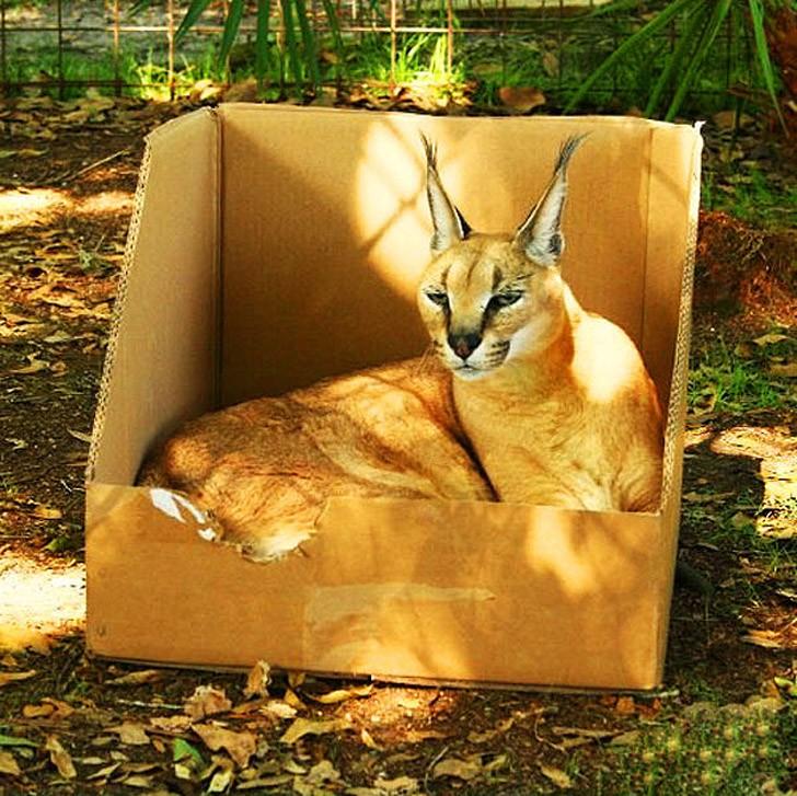 Фотография: Большие котики тоже любят коробки №9 - BigPicture.ru